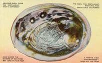 Abalone Shell The Ideal Fish Restaurant Municipal Pier Santa Cruz CA USA Postcard