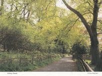 Abbey Road Country Lane in Autium Knaresborough Postcard