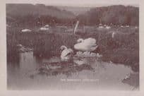 Abbotsbury Swan Swans Bird Swannery Antique Real Photo Postcard