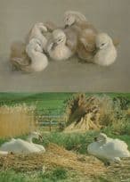 Abbotsbury Swans Making A Nest Home By River Bird 2x Postcard
