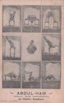 Abdul Ham French Circus Carnival Acrobat Antique Postcard