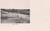 Accra Horse Races Racing Gold Coast Australia Antique Postcard