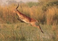 Acrobatic Antelope Childrens Wildlife Photo Award Champion Postcard