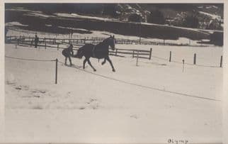 Adelboden Alpine Skiing Ski Race Horse Training Switzerland Postcard