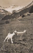 Adelboden Baby Animals First Time In Fields Swiss Old Postcard