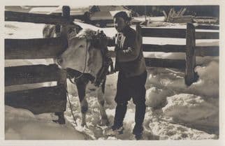 Adelboden Farmer Farming Cow In Snow Switzerland Old Postcard