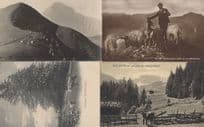Adelboden Farmer Farming Swiss Cattle 4x Old Switzerland Postcard s