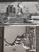 Adelboden Goat Statue 2x Switzerland Old Real Photo Postcard s
