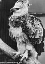 Adlerwarte Berlebeck German Bird Vintage Real Photo Postcard