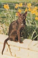 Adquesh Briony Breeze Havana Nottingham Sunny Wall Brenda Goodwin Cat Postcard