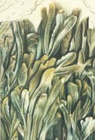 Adrian Lascom Seaweed & Starfish Painting Postcard