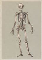 Adult Skeleton Front View Anterior Postcard