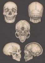 Adult Skull At All 5 Angles Morbid Skeleton Postcard