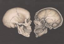 Adult Skull Cross Section Through Skeleton Skulls Postcard