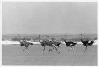 Africa Ostrich Bird Panic Race Official Large 10x8 Vintage African Photo