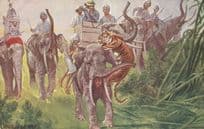 African Animal Hunt Tiger Being Shot Ravaging Elephant Old Postcard
