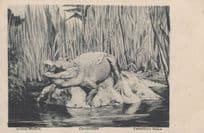 African Crocodile Valentines Animal Studies Postcard