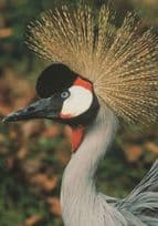 African Crowned Crane Bird Marwell Zoological Park Postcard