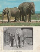 African Elephant At London Zoo Antique Postcard & More