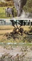 African Elephant Lion Calf Zebras Drinking 3x Africa Postcard s