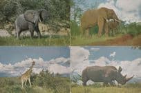 African Elephants Giraffes Rhinoceros 4x 1970s Dutch Postcard s