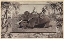 African Hunting Elephant Animal Hunt Rifle Art Rare Old Postcard