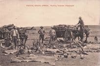 African Hunting Trophies Animal Corpses Hunters Old Postcard