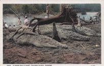 African Hyena Hunting Animal Hunters Trophy Old Durban Postcard