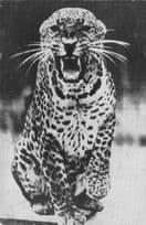 African Leopard Barnum & Bailey Circus Vintage Postcard