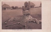 African Leopard Giant Big Cat Hunting Killing Old Real Photo Postcard