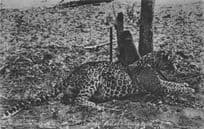 African Leopard Hunting at Victoria Falls Rhodesia Old Postcard