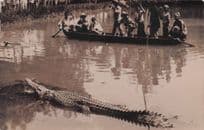 African Malaya Gun Shot Kills Crocodile Animal Hunting Party Old RPC Postcard