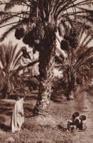 African Picking Dates Fruit Antique Real Photo Postcard