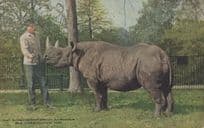 African Rhinoceros at New York Zoological Park With Zoo Keeper Postcard