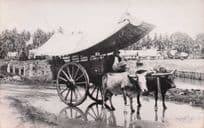 African Transportation Farming Horse & Cart Mint Real Photo Old Postcard