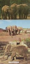 African vs Asian Elephant Chester & Dudley Zoo 3x Postcard s