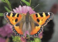 Aglais Urticae Butterfly Butterflies Postcard