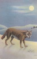 Alaska Timber Wolf Linen Unused 1940s Mint Postcard