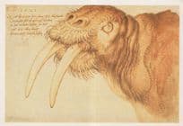 Albrecht Durer Head Of A Walrus Sealife Medieval Painting Postcard
