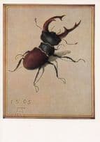 Albrecht Durer Stag Beetle Painting Postcard