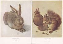 Albricht Durer The Hare Squirrels 2x Medici Old Painting Postcard s