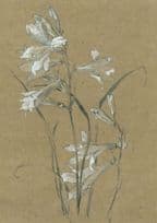 Alfred Parsons St Bruno's Lily Still Life Painting Postcard