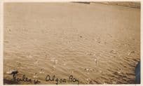 Algoa Bay Birds South Africa Antique Photo Postcard
