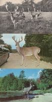 Algonquin Park Ontario Canada Deer 3x Rare Postcard