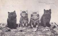 All In A Row St Albans Cats Antique Baby Animal Kittens Postcard