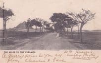 Allee To The Pyramids Egypt Old 1904 Postcard