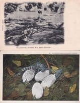 Alligators Muggar Pir Karaghi Pakistan WW1 2x Postcard s