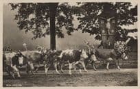 Alm Abtrieb German Cattle Parade Decorative Horns Old Postcard