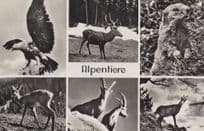 Alpentiere Switzerland Wildlife Animals Swiss RPC Postcard