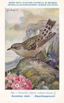 Alpine Accentor Prunella Collaris Bird Antique Rare Postcard